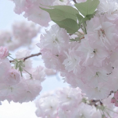 Furry绘画动态灵感福瑞群